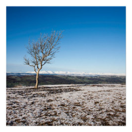 Baum Scout Scar Alter Mann von Coniston Hintergrun Poster