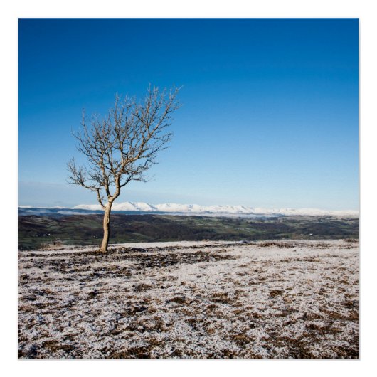 Baum Scout Scar Alter Mann von Coniston Hintergrun Poster (Vorderseite)