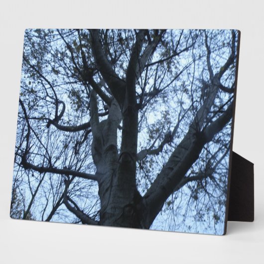 Baum Silhouette Fotograf Plaque Fotoplatte (Seite)