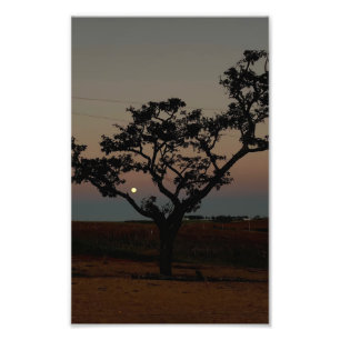 Baum Sonnenuntergang Wand Naturfotografie Rustikal Fotodruck