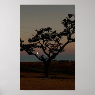 Baum Sonnenuntergang Wand Naturfotografie Rustikal Poster
