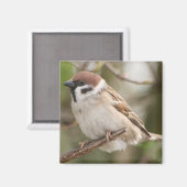Baum_Sparrow Magnet (Vorderseite/Rückseite)