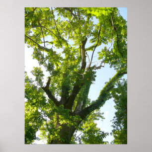 Baum-Spitze Poster
