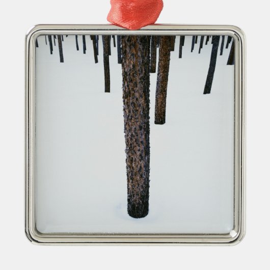 Baum-Stämme im Schnee Ornament Aus Metall (Vorne)