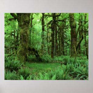 Baum-Stämme und Farne auf Waldboden von Poster