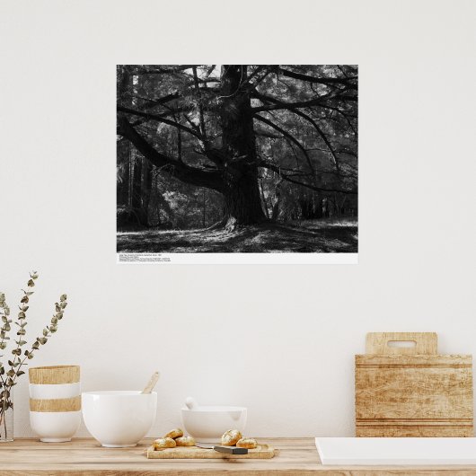 Baum, UC Santa Cruz, März 1962 Poster (Küche)