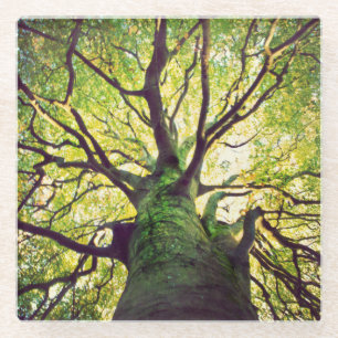 Baum-Umarmen Glasuntersetzer