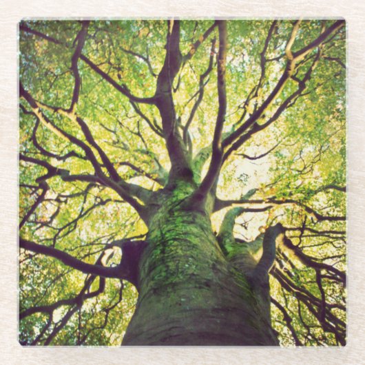Baum-Umarmen Glasuntersetzer (Vorderseite)