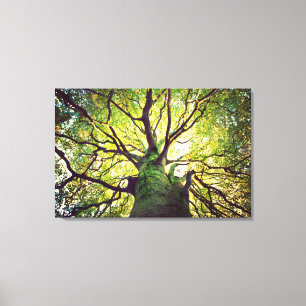 Baum-Umarmen Leinwanddruck
