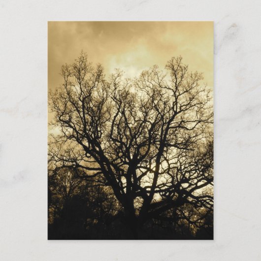 Baum und Himmelsepiel Postkarte (Vorderseite)