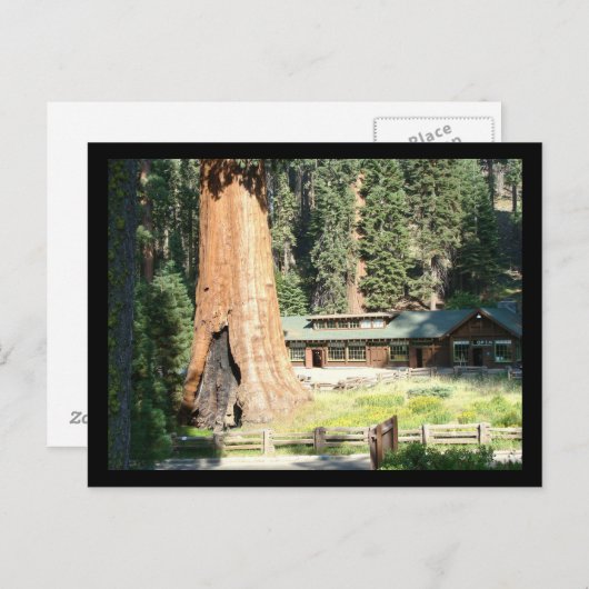 Baum und Museum Postkarte (Vorne/Hinten)