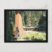 Baum und Museum Postkarte (Vorderseite)