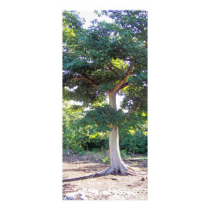 Baum von Klugheit-Gestell Karten