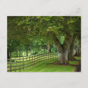 Baumallee in Irland Postkarte