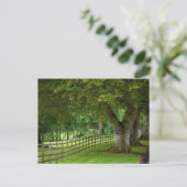 Baumallee in Irland Postkarte (Stehend Vorderseite)
