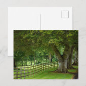 Baumallee in Irland Postkarte (Vorne/Hinten)