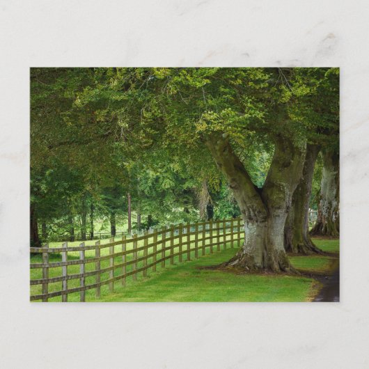 Baumallee in Irland Postkarte (Vorderseite)
