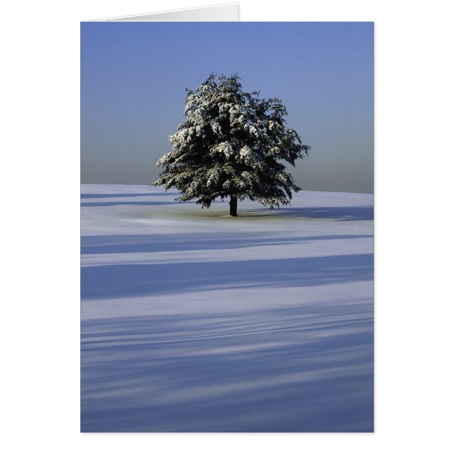 Baumbestand in schneebedeckter Landschaft (Vorne)