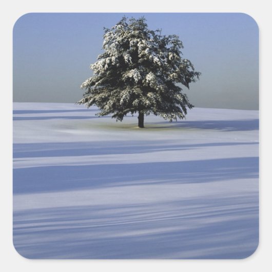 Baumbestand in schneebedeckter Landschaft Quadratischer Aufkleber (Vorderseite)