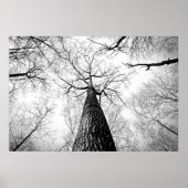 Baumbestand in Schwarz-Weiß Poster (Vorne)