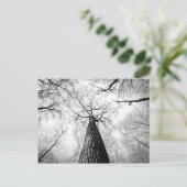 Baumbestand in Schwarz-Weiß Postkarte (Stehend Vorderseite)