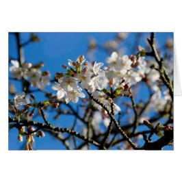 Baumblütenkarte