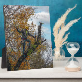 Baumchirurg Fotoplatte (Seite)