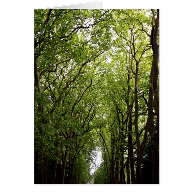 Bäume (Vorne)