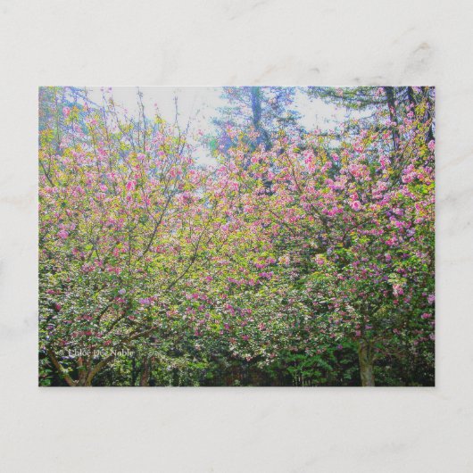 Bäume #3 postkarte (Vorderseite)