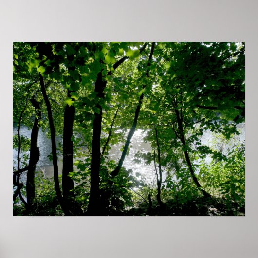 Bäume am Fluss Poster (Vorne)