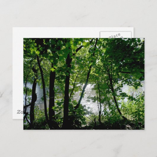 Bäume am Fluss Postkarte (Vorne/Hinten)
