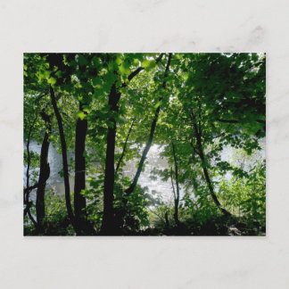 Bäume am Fluss Postkarte
