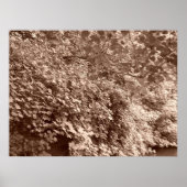 Bäume am Kanal Poster (Vorne)