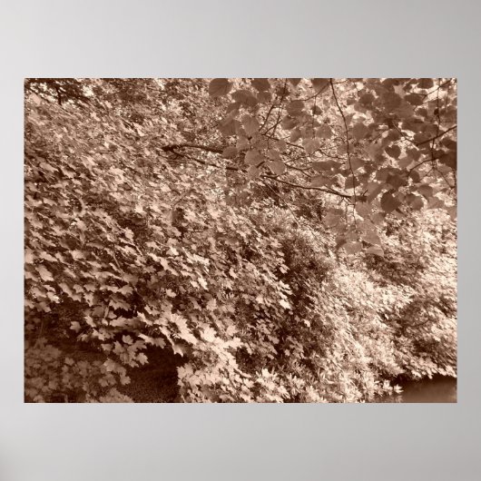 Bäume am Kanal Poster (Vorne)