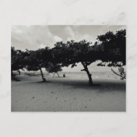 Bäume am Strand von Sanur in Bali