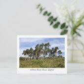 Bäume auf der Postkarte des Ashdown-Waldes (Stehend Vorderseite)