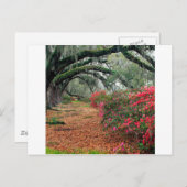 Bäume Azaleas Oaks Magnolia Charleston Postkarte (Vorne/Hinten)
