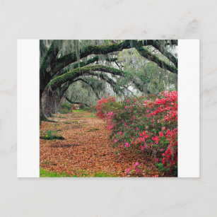 Bäume Azaleas Oaks Magnolia Charleston Postkarte