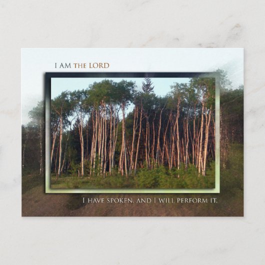 Bäume des Felds Postkarte (Vorderseite)