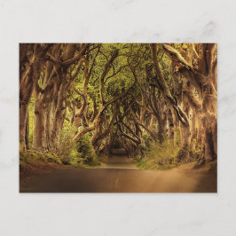 Bäume entlang der Straße in Nordirland Postkarte