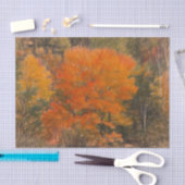 Bäume fallen Wald Wälder Orange Sketch Kunst Seidenpapier (Handwerk)