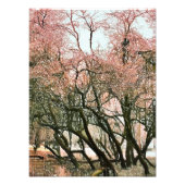 BÄUME FOTODRUCK (Vorne)