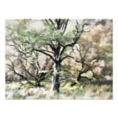 BÄUME FOTODRUCK (Vorne)