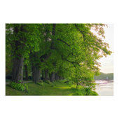 Bäume Fotodruck (Vorne)