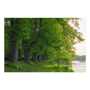 Bäume Fotodruck