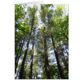 Bäume greifen nach Himmel