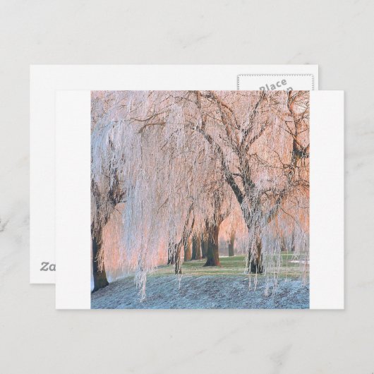 Bäume Ice Covered Willow Postkarte (Vorne/Hinten)