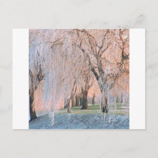Bäume Ice Covered Willow Postkarte