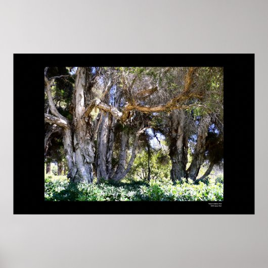 Bäume im Balboa Park Poster (Vorne)
