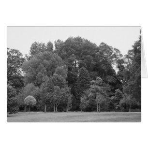 Bäume im Bute Park, Cardiff - BW